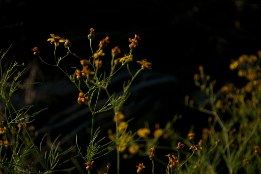 wildflower1